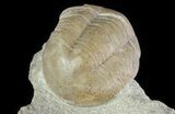 Illaenus Oblongatus Trilobite - Russia #31311-5
